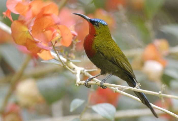 jenis burung pemakan madu