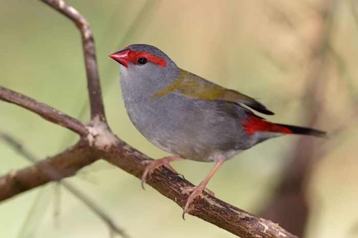 burung pipit yang kecil lirik