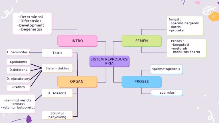 reproduksi sistem manusia mindmeister pria