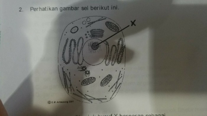 bagian yang ditunjuk x berfungsi sebagai terbaru