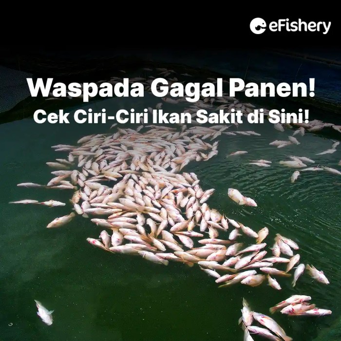 ciri ciri ikan yellow tang terbaru