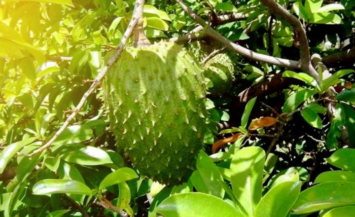 tunas biak berkembang tumbuhan ciri beserta contohnya pisang pohon istimewa halaman