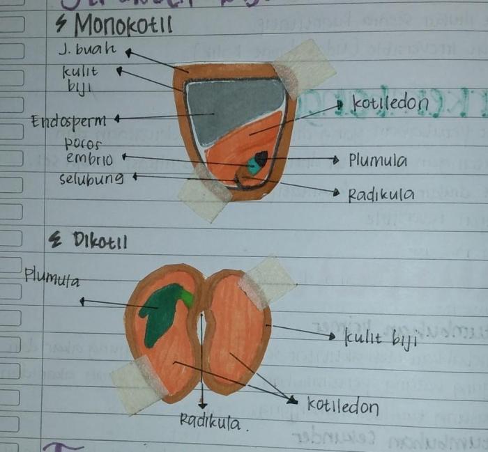 bagian bagian biji mangga terbaru