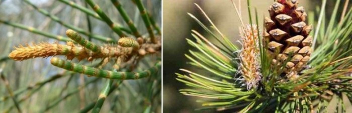 perbedaan pinus dan cemara terbaru