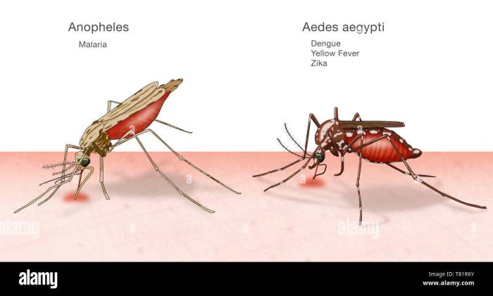 Aedes nyamuk aegypti albopictus perbandingan kliping koran cdc