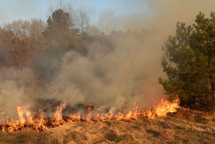 Contoh kalimat opini tentang kebakaran hutan