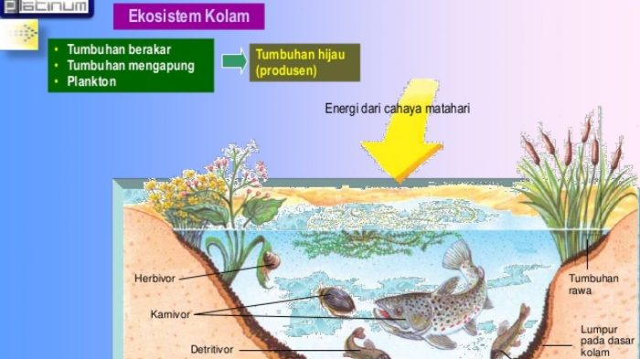 contoh rantai makanan di kolam terbaru