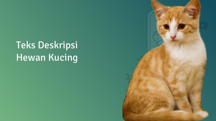 deskripsi kucing bahasa inggris terbaru