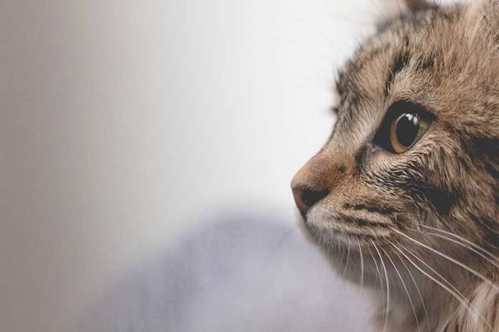 observasi laporan teks hasil kucing hewan beserta strukturnya