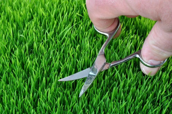 I this scissors to cut the grass yesterday