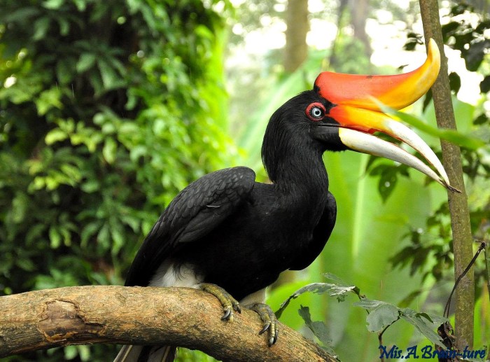 hornbill rhinoceros kalimantan hewan timur rhino rangkong burung hornbills suara ebird spesies semuanya nyaris punah unik mp3 cornell badak cula