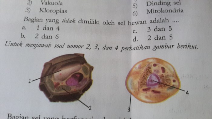 sel sertoli ditunjukkan oleh nomor