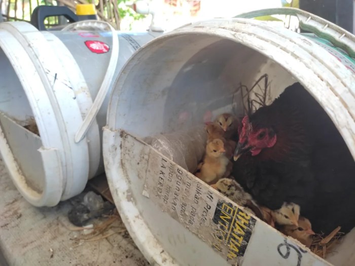 berapa lama ayam bertelur setelah kawin terbaru