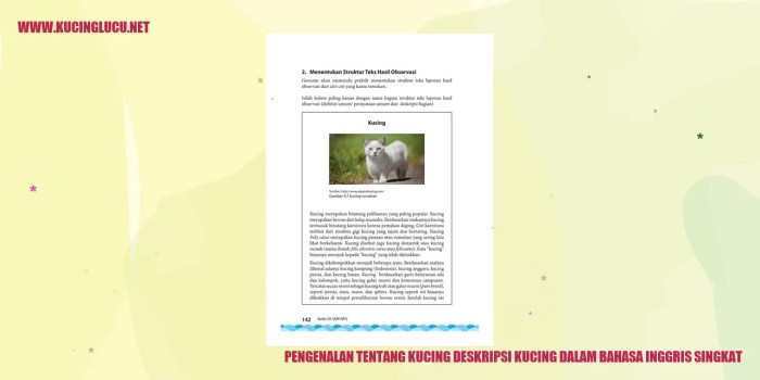 deskripsi kucing dalam bahasa inggris