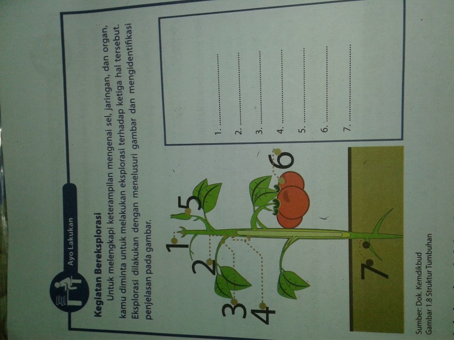 Contoh metode ilmiah tentang tumbuhan tomat