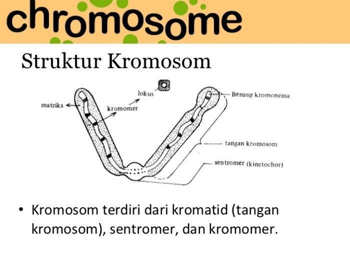 struktur kromosom dan bagiannya terbaru