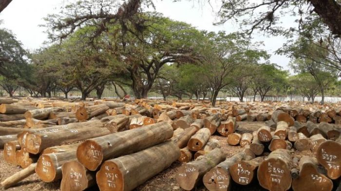 kayu jati banyak dihasilkan di daerah terbaru