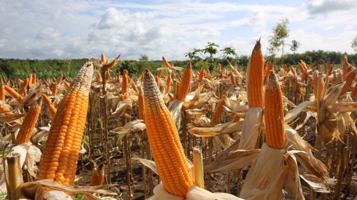 jagung mengapa masih membutuhkan impor dimanfaatkan pangan utama selain sebagai komoditas