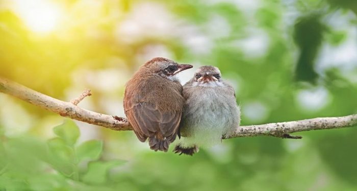 pemakan burung serangga