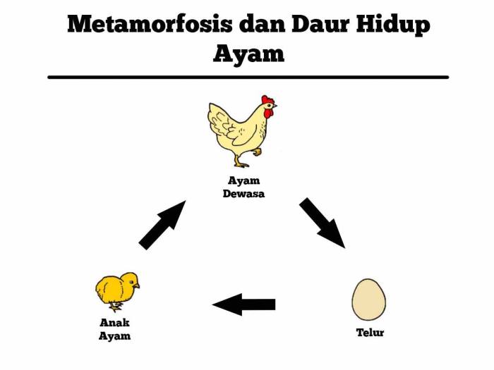 Buatlah diagram daur hidup dari hewan ayam