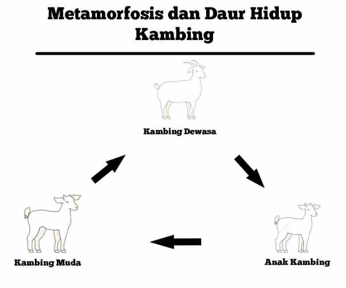 skema siklus hidup kambing terbaru