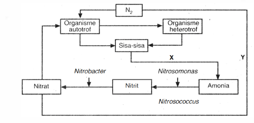 perhatikan daur nitrogen berikut