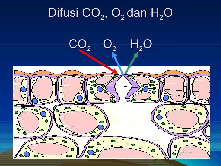 proses difusi o2 dan co2 di alveolus