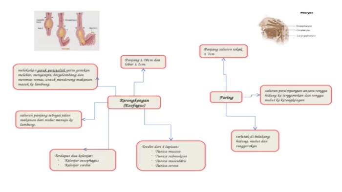 mind mapping pencernaan manusia