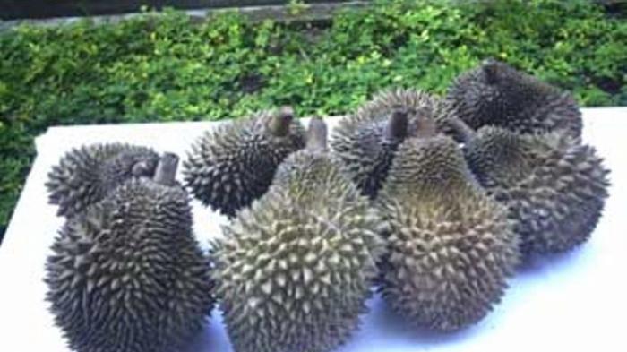 bagai mentimun dengan durian