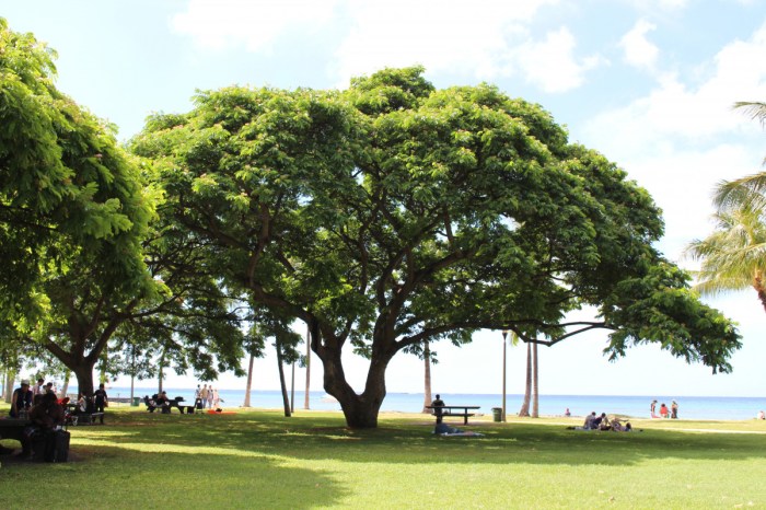 pohon yang tumbuh di pantai terbaru