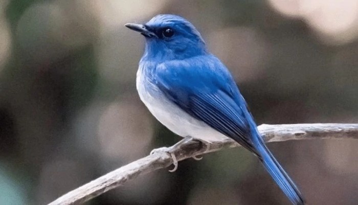 burung pemakan ikan warna biru terbaru