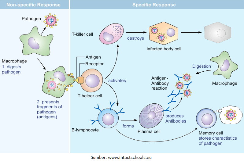respon imun spesifik dan non spesifik terbaru