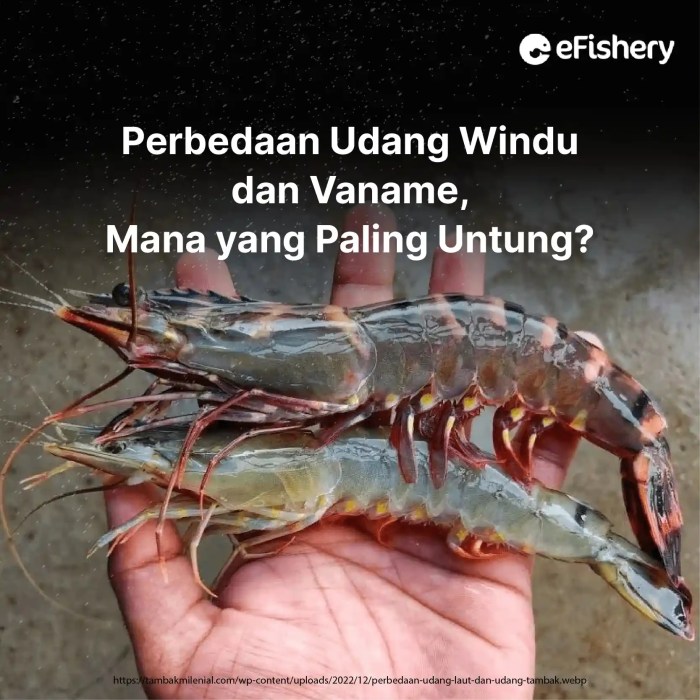 perbedaan udang windu dan vaname