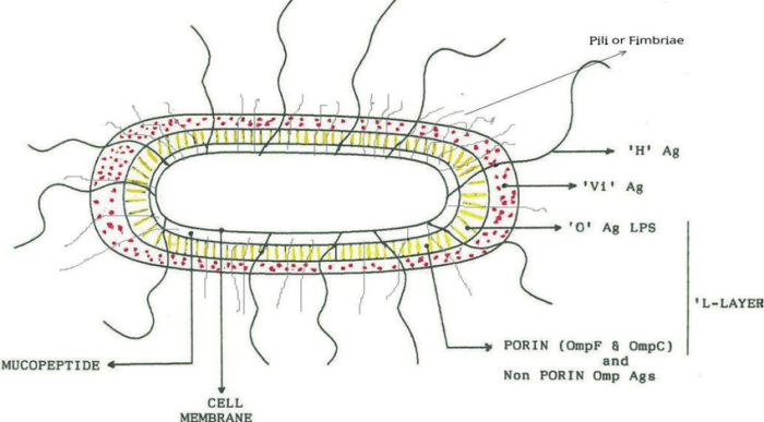 salmonella typhi o 1 320 artinya