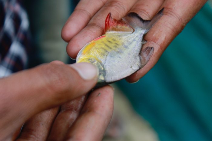 bangkai yang boleh dimakan