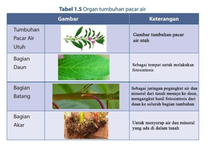 bagian bagian bunga pacar air terbaru