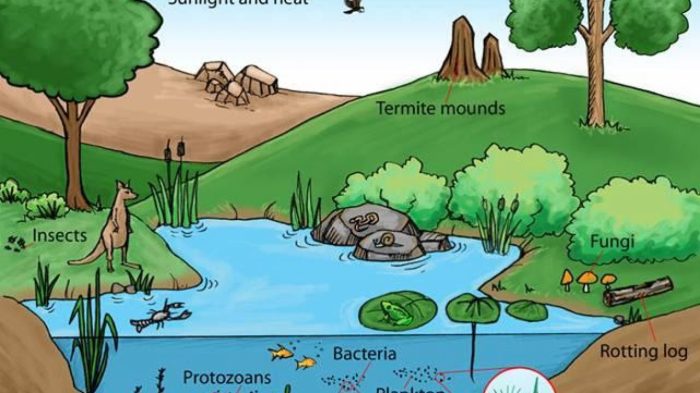 gambar rantai makanan di danau terbaru