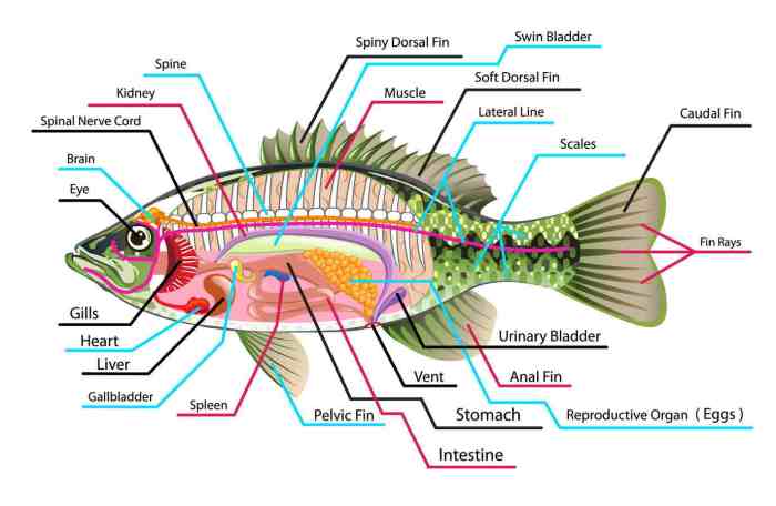 gambar sistem pencernaan ikan