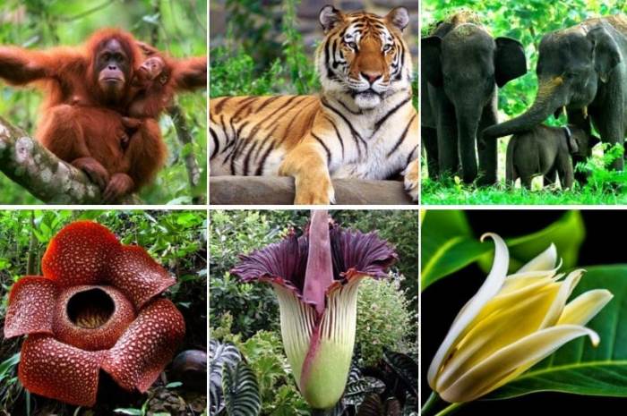 fauna khas sumatera utara terbaru