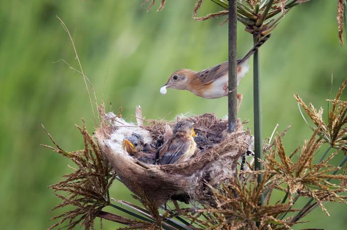 nama nama burung dalam bahasa inggris terbaru