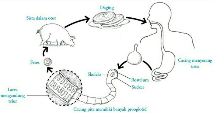 daur hidup taenia saginata