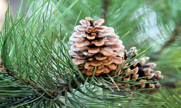 pohon pinus ciri merkusii tumbuh tanaman syarat