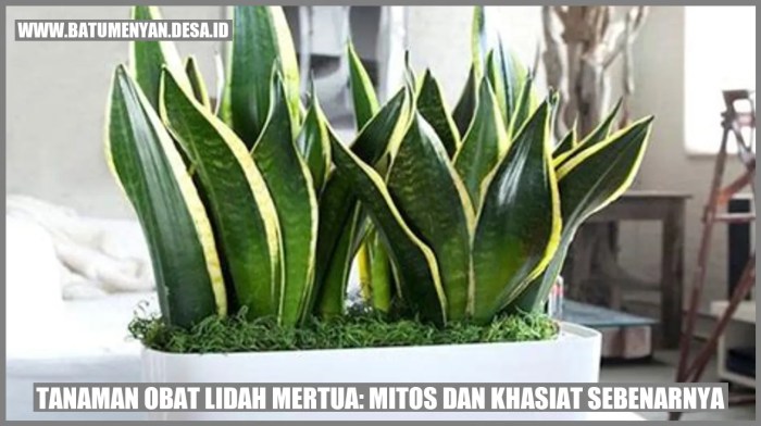 mitos tanaman lidah mertua