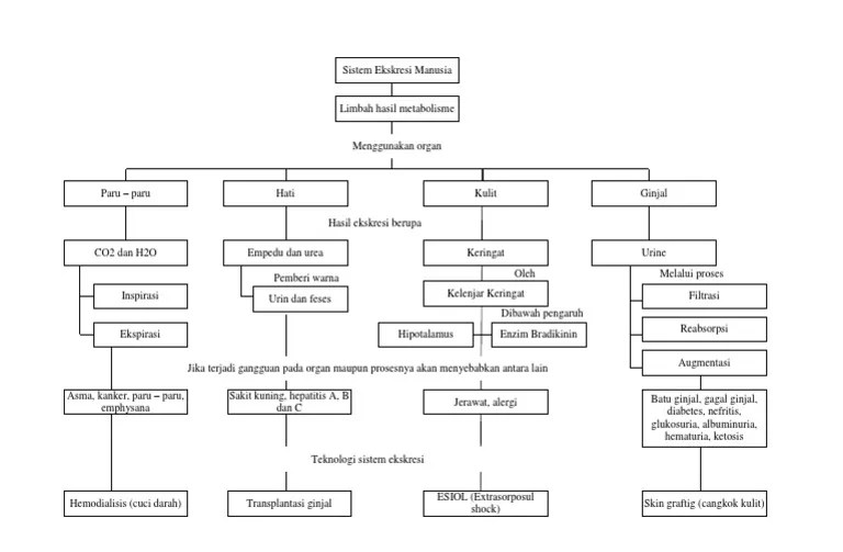 peta konsep sistem ekskresi manusia