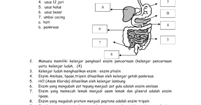 Tts tentang sistem ekskresi dan jawabannya