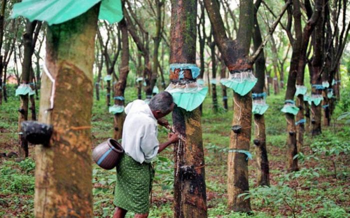 harga kebun karet 1 hektar terbaru