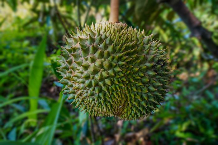 cara tumbuhan kangkung melindungi diri terbaru