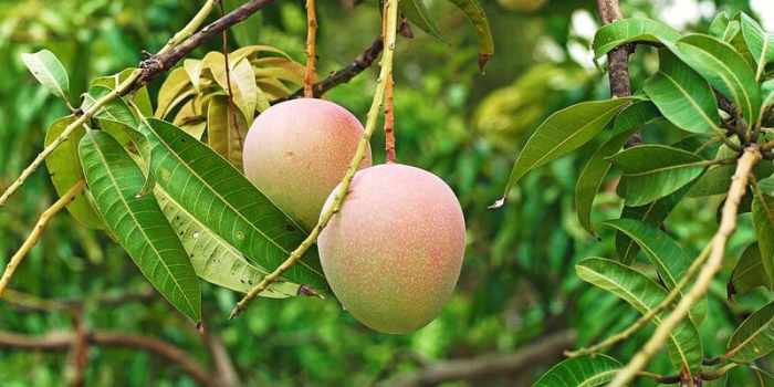 mangoes ripening