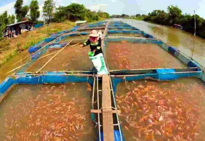 fungsi temperatur dalam budidaya ikan terbaru