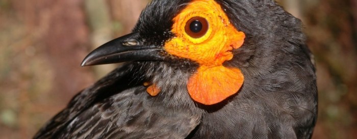 jenis burung pemakan madu